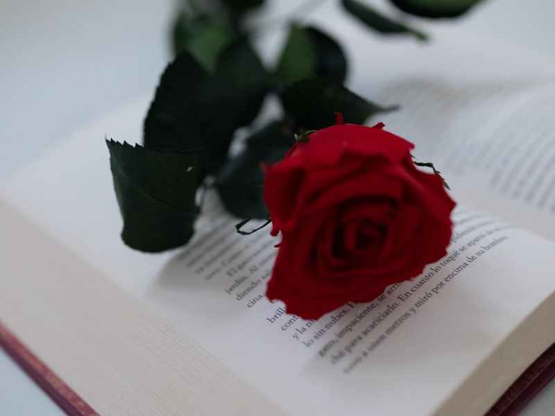 Célébrations de Sant Jordi : livres et roses à Amélie les Bains et Vernet les&nbsp;Bains